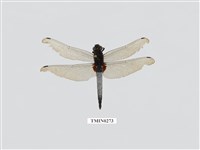 藏品(鼎脈蜻蜓)的圖片